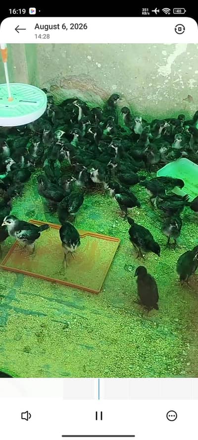 Australorp A grade chicks for sale.