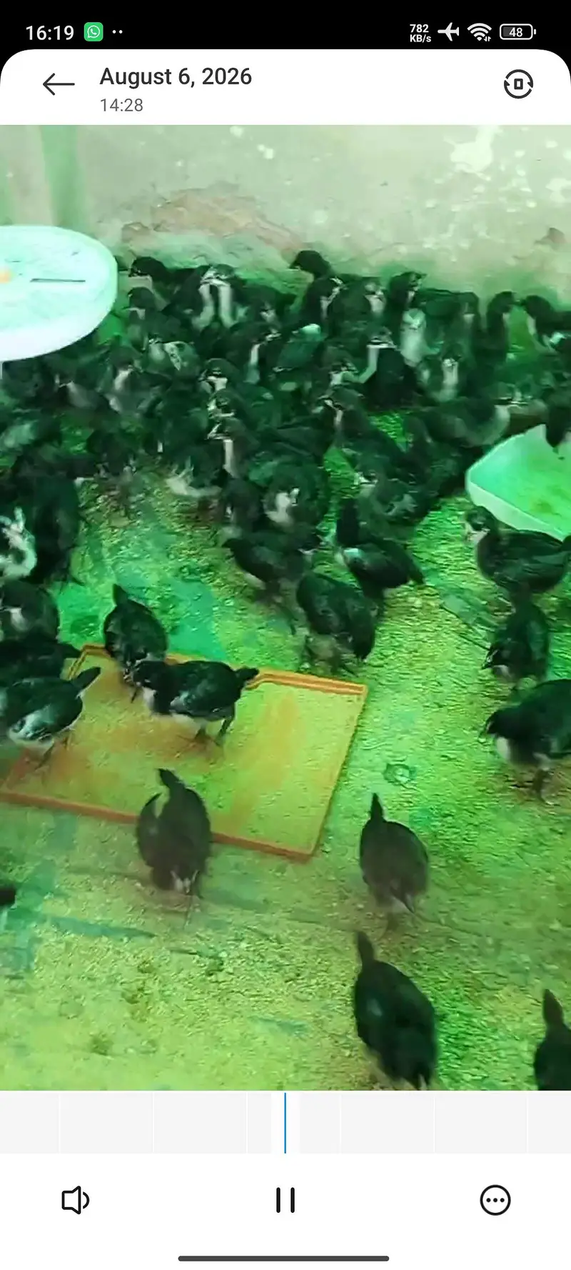 Australorp A grade chicks for sale. — photo 2