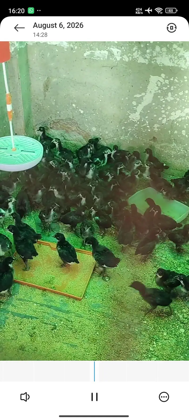 Australorp A grade chicks for sale. — photo 3