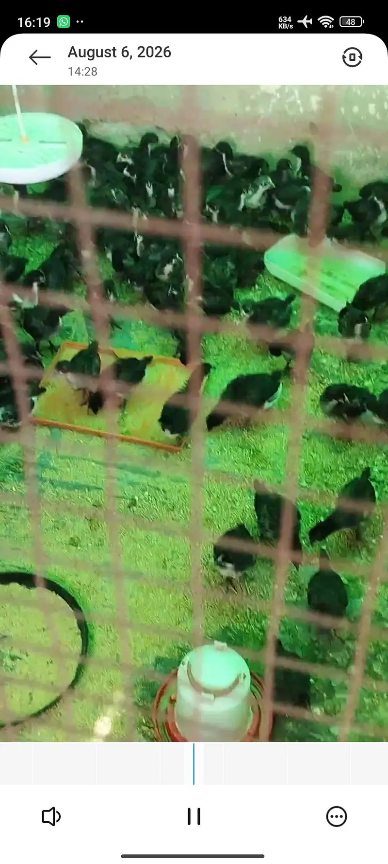 Australorp A grade chicks for sale. — photo 4