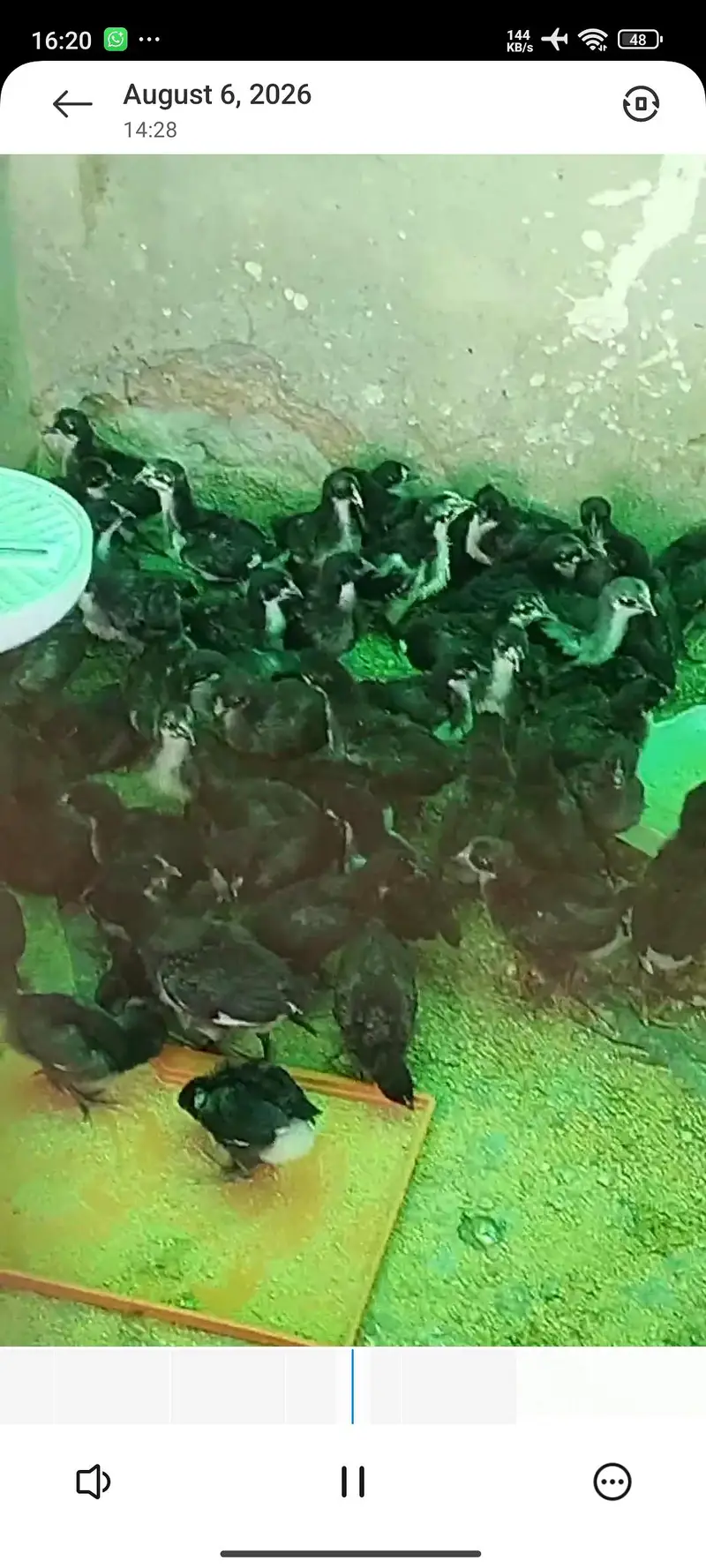 Australorp A grade chicks for sale. — photo 5