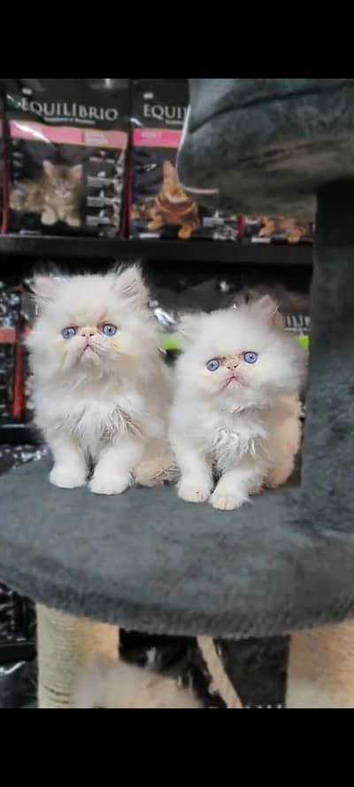 Quality Persian Punch Face cat &kittens 03476305771 WhatsApp