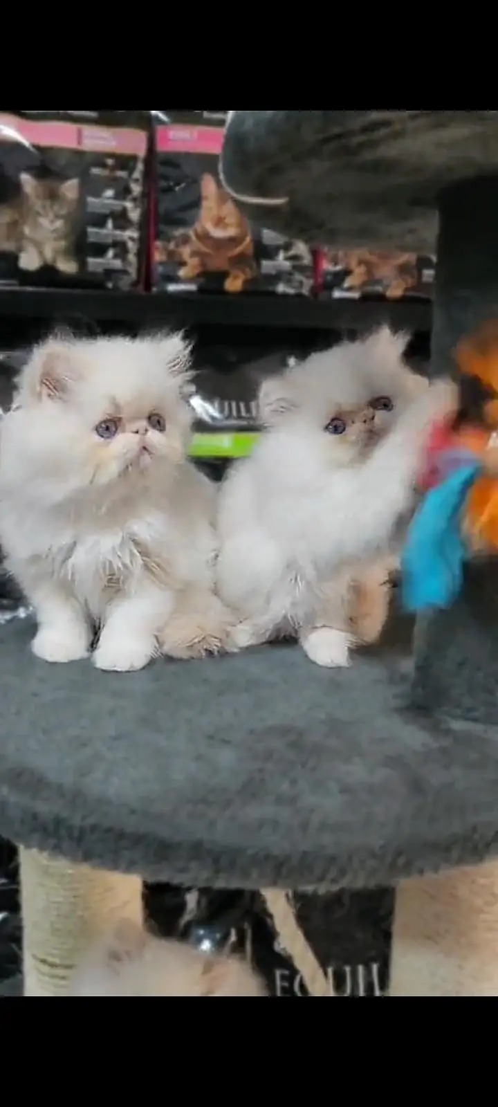 Quality Persian Punch Face cat &kittens 03476305771 WhatsApp — photo 2