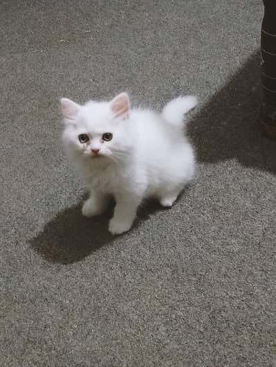 Male long coat kitten for sell or exchange with female kitten anyone