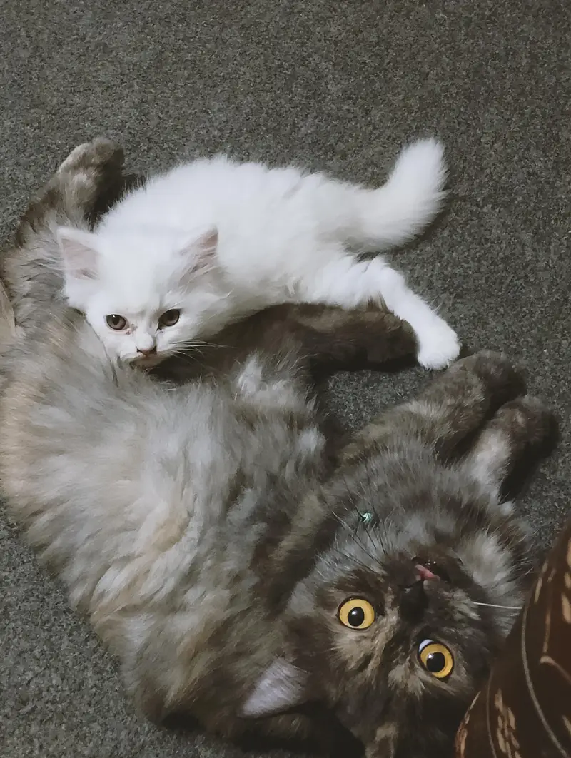 kitten male for sell or exchange with female anyone interested let me — photo 2