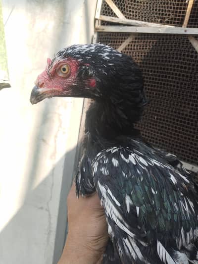 Aseel Black Breeder Female For sale Good Quality