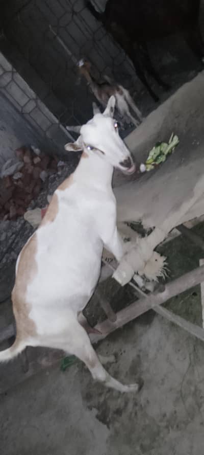 Teddy bakri full active