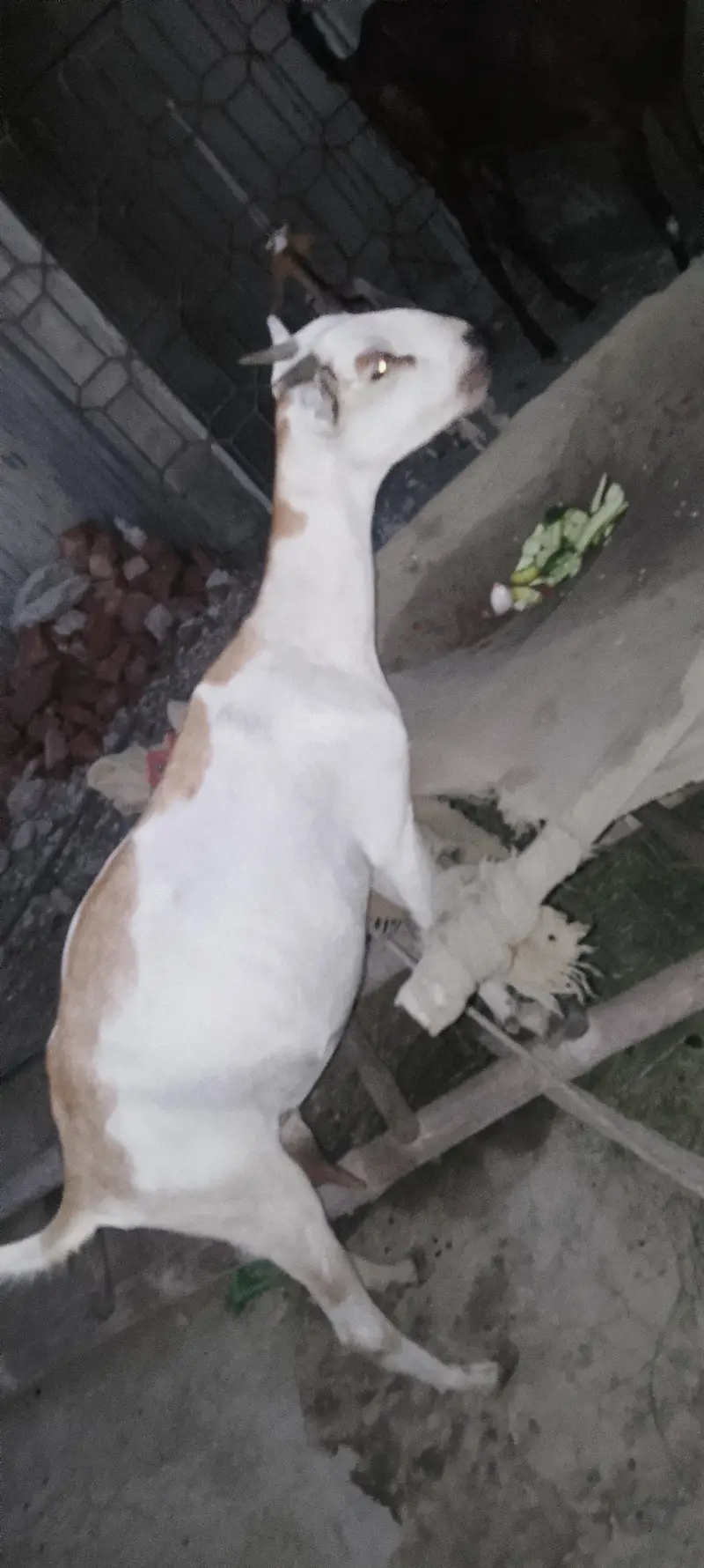 Teddy bakri full active — photo 2