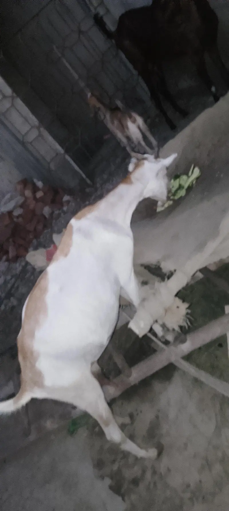 Teddy bakri full active — photo 3