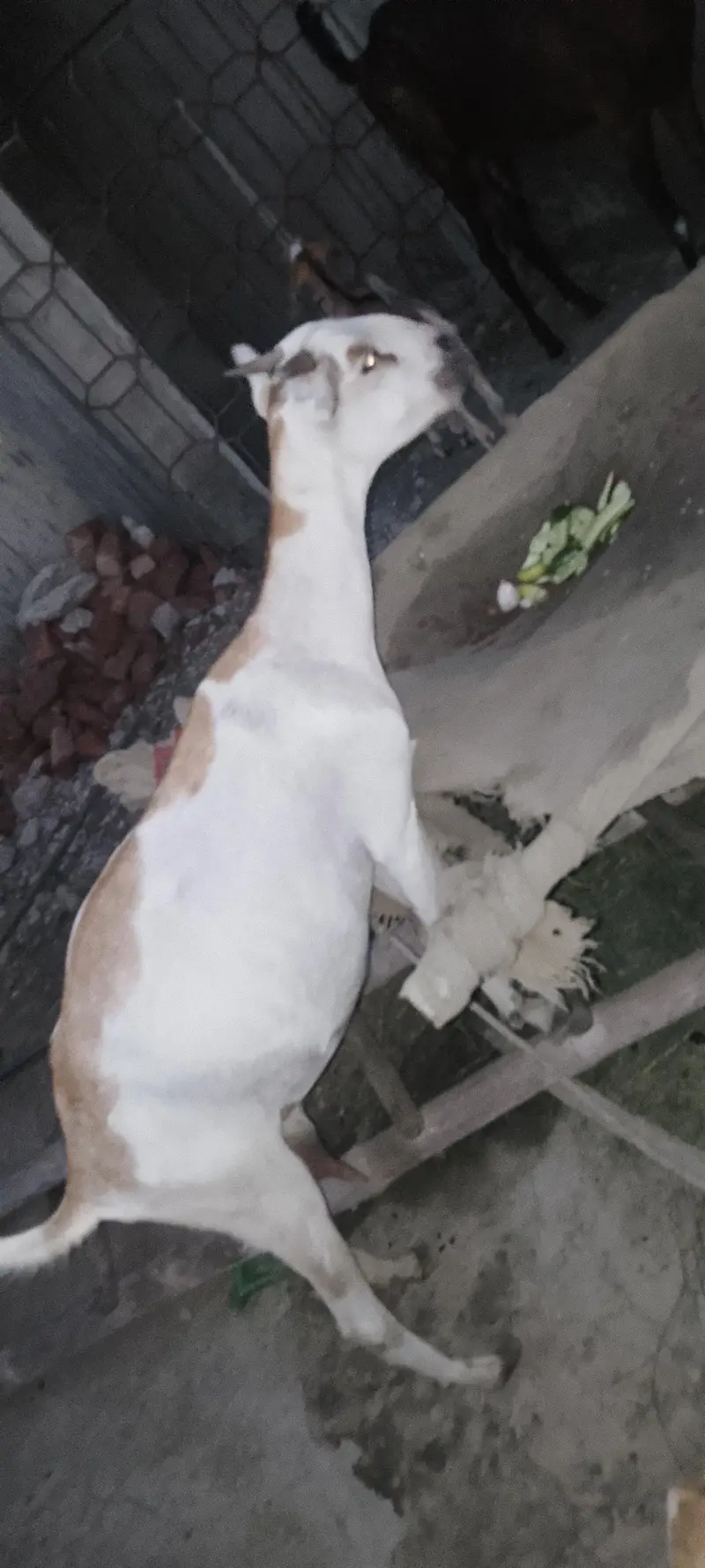 Teddy bakri full active — photo 4