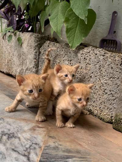 Persian Cat & kittens