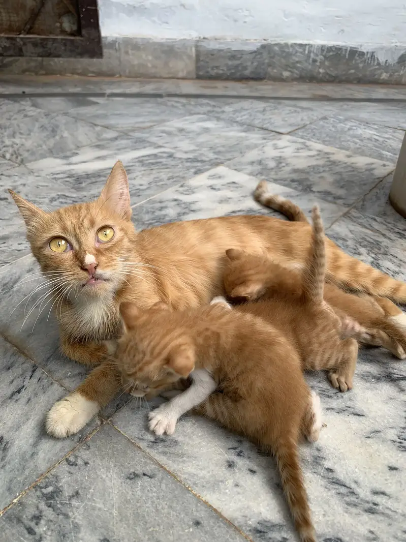 Persian Cat & kittens — photo 3