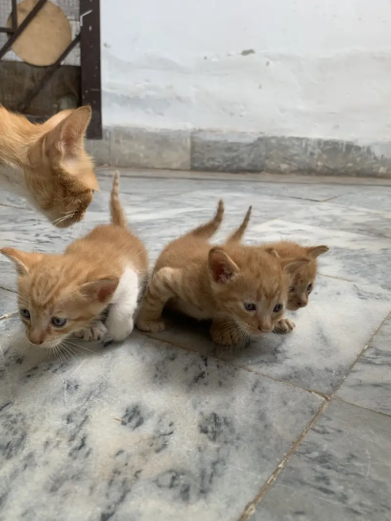 Persian Cat & kittens — photo 4