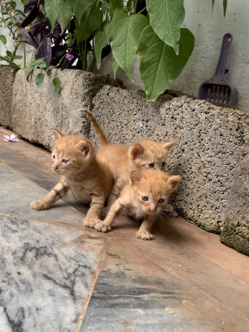 Persian Cat & kittens — photo 5