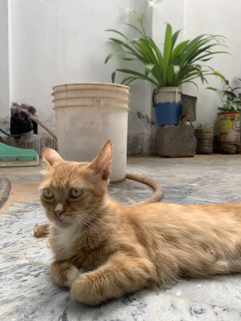 Persian Cat & kittens — photo 6