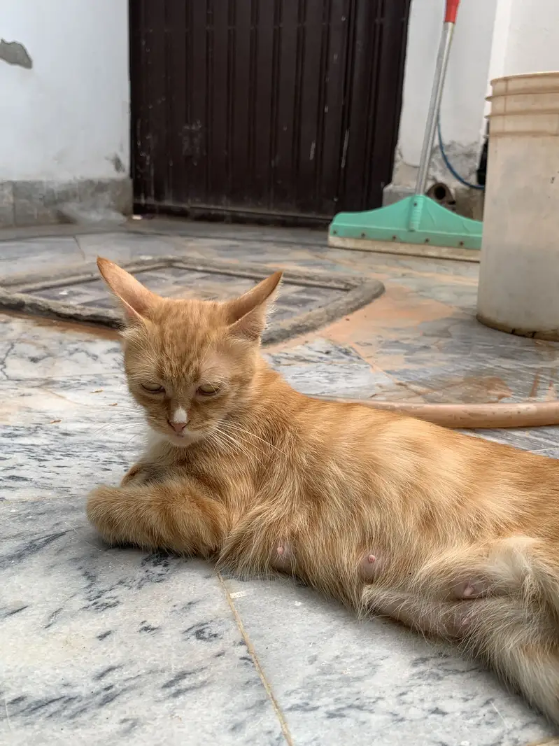Persian Cat & kittens — photo 7
