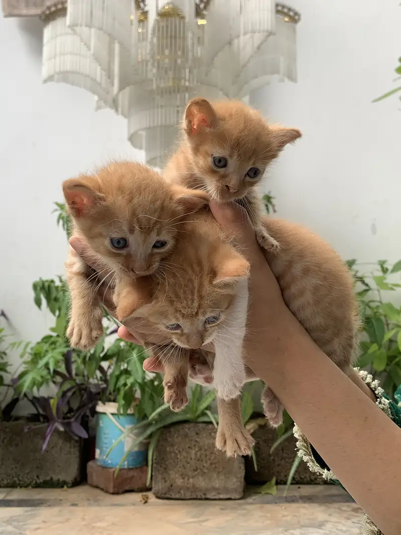 Persian Cat & kittens — photo 8