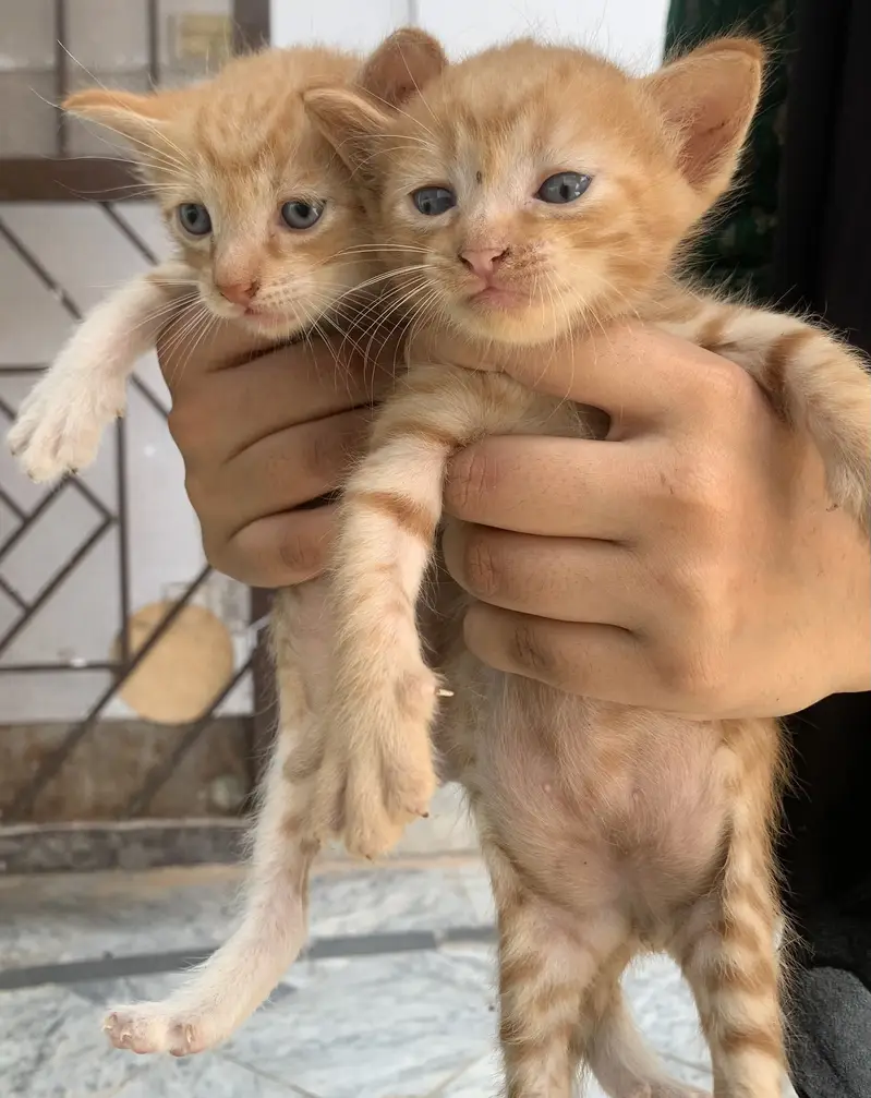 Persian Cat & kittens — photo 9