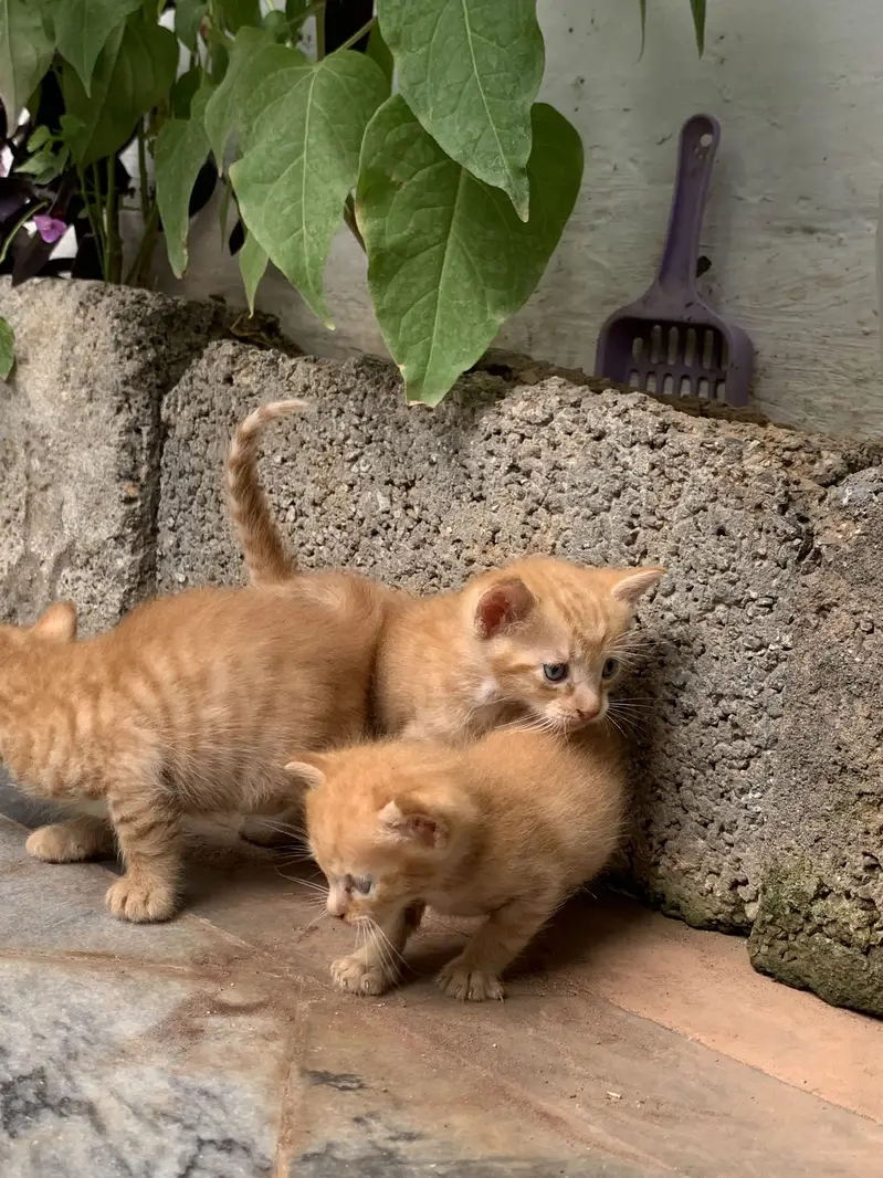 Persian Cat & kittens — photo 11