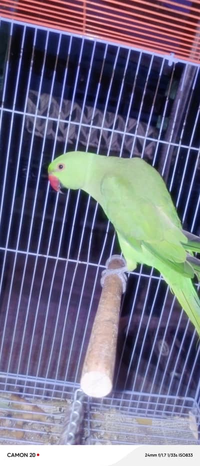 green parrots for sale whtsaap 03218731132