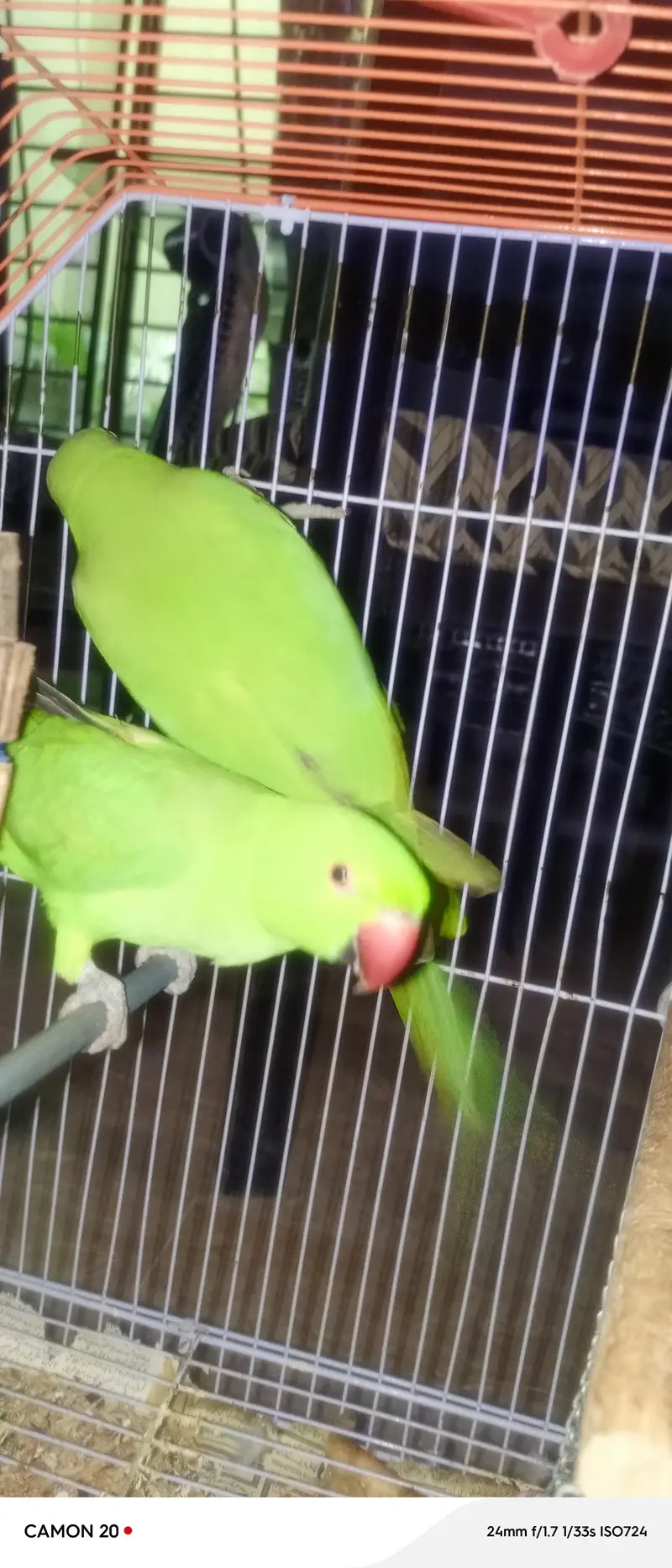 green parrots for sale whtsaap 03218731132 — photo 2