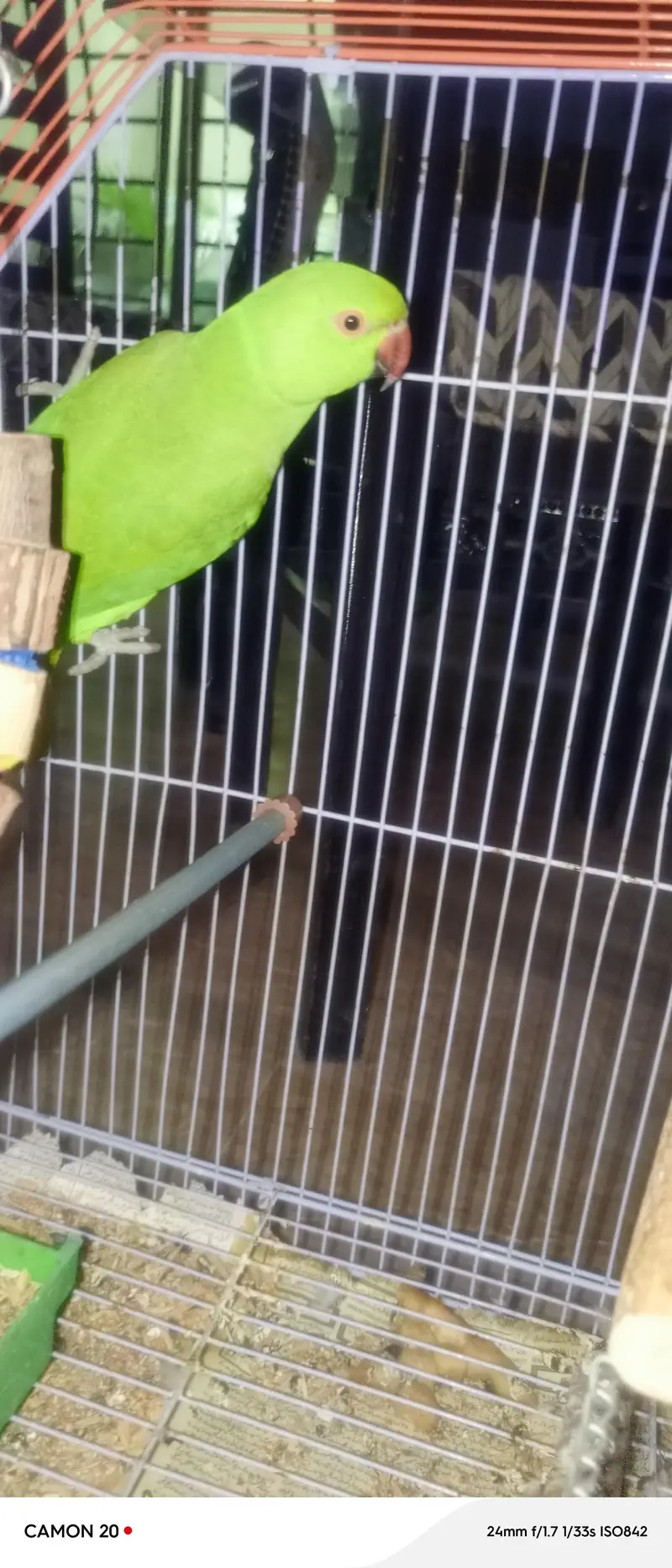 green parrots for sale whtsaap 03218731132 — photo 3
