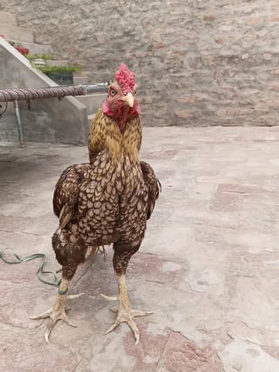 Healthy Male Hen for sale