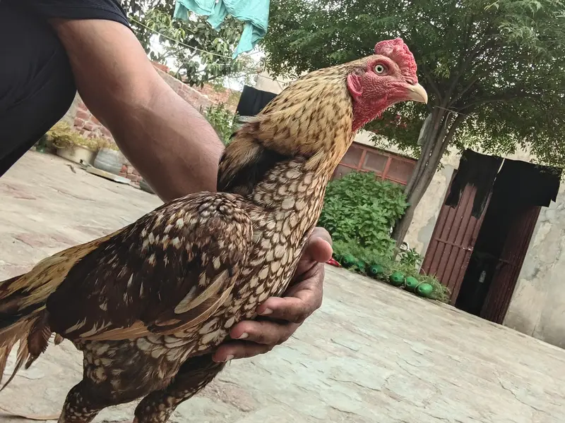 Healthy Male Hen for sale — photo 2
