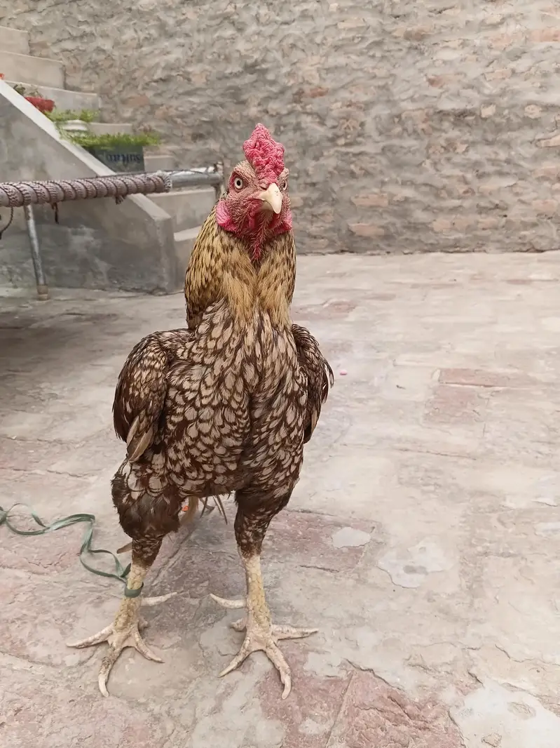 Healthy Male Hen for sale — photo 3