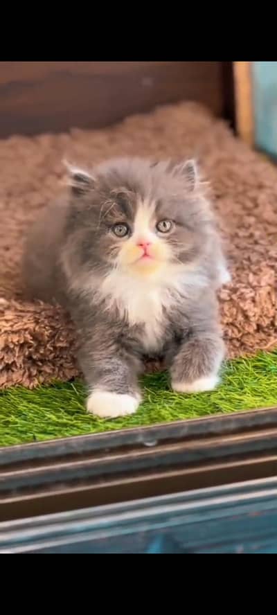 Quality Persian Punch Face cat &kittens 03476305771 WhatsApp