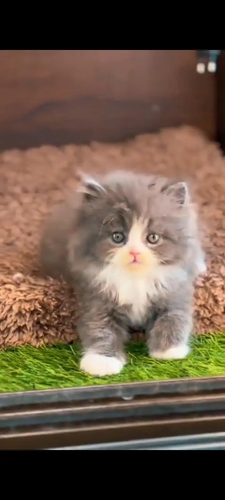 Quality Persian Punch Face cat &kittens 03476305771 WhatsApp — photo 2