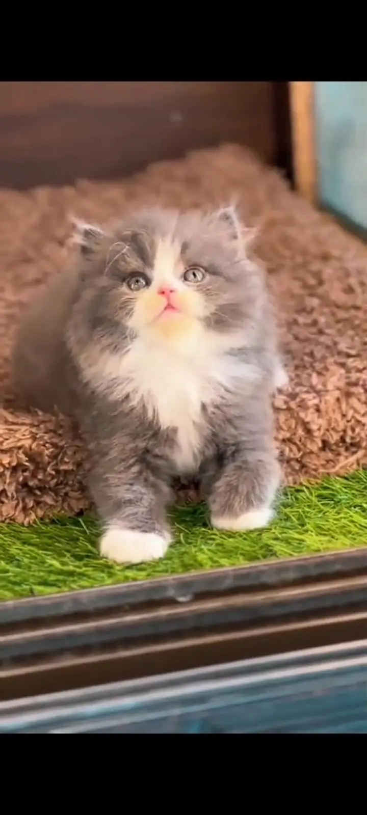 Quality Persian Punch Face cat &kittens 03476305771 WhatsApp — photo 3