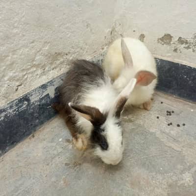 angura pair rabbit for sale male female