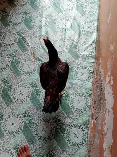 Aseel Hen