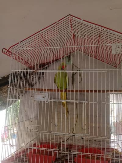 Healthy & Beautiful Parrot for Sale
