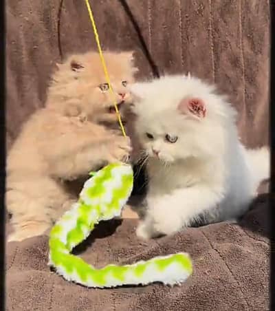 Persian kitten triple Qout. for. . sale my WhatsApp03493731440