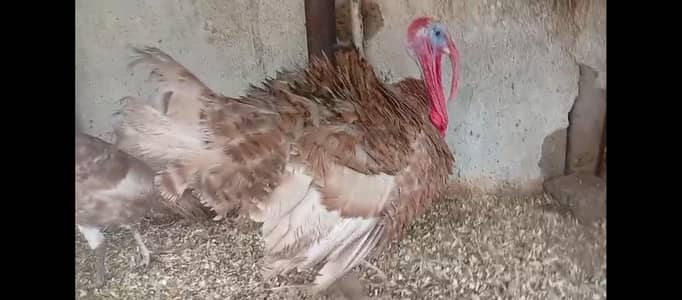 brown turkey breeder trio
