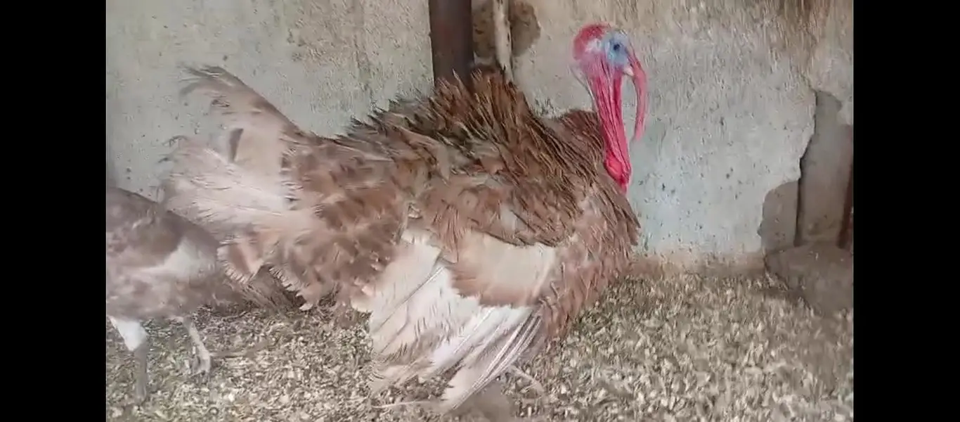 brown turkey breeder trio