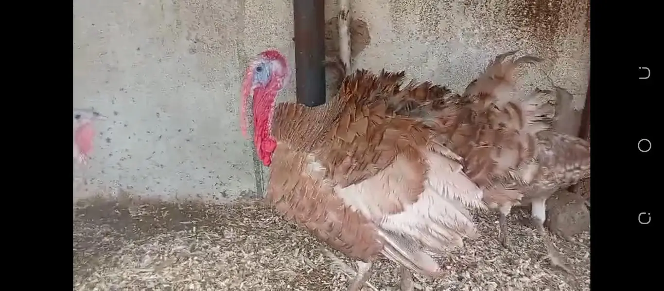 brown turkey breeder trio — photo 3