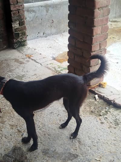 Black alsession  10 months age healthi well trained