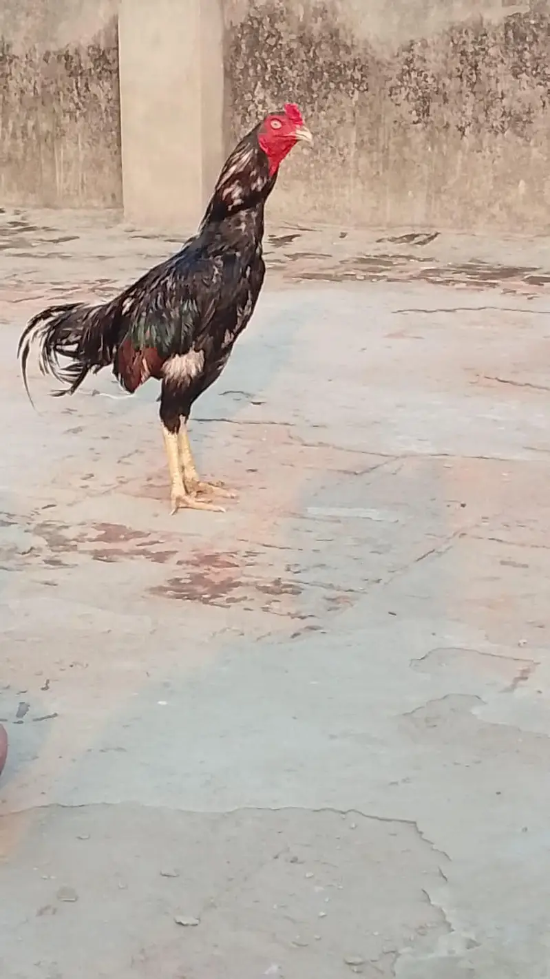 miamwali nasal — photo 2