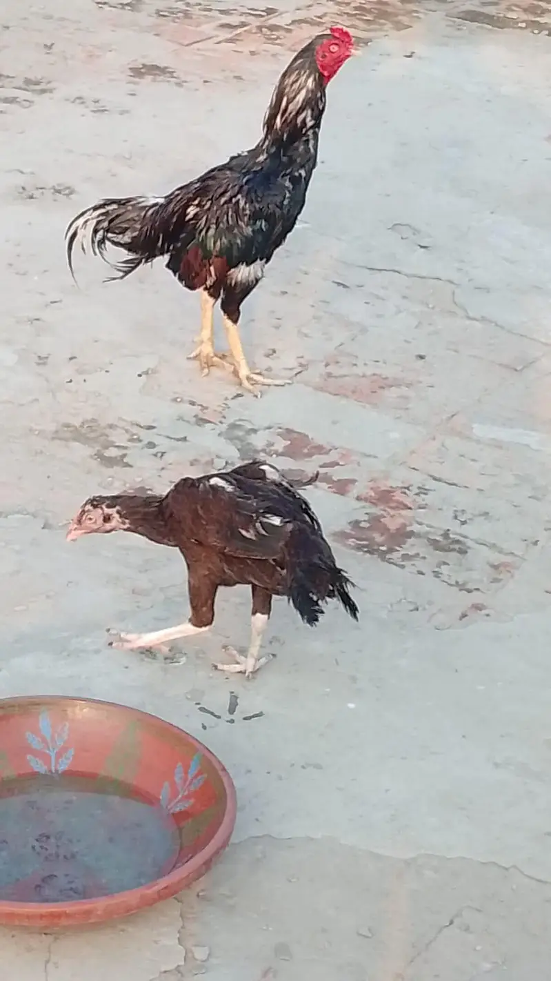 miamwali nasal — photo 3