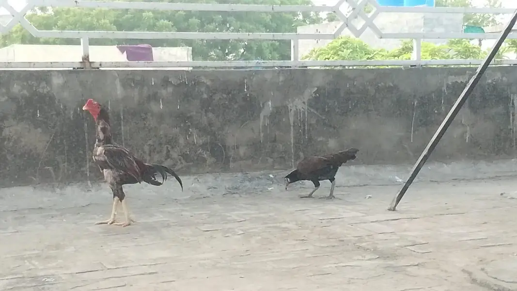 miamwali nasal — photo 7