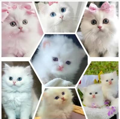 Persian Kittens | Persian Cat | Punch Face Persian | Triple Coated