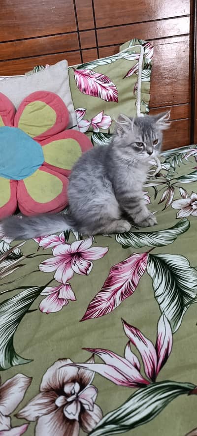 Persian Cats|Kittens|For Sale