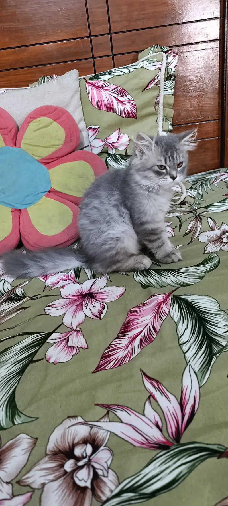 Persian Cats|Kittens|For Sale — photo 4