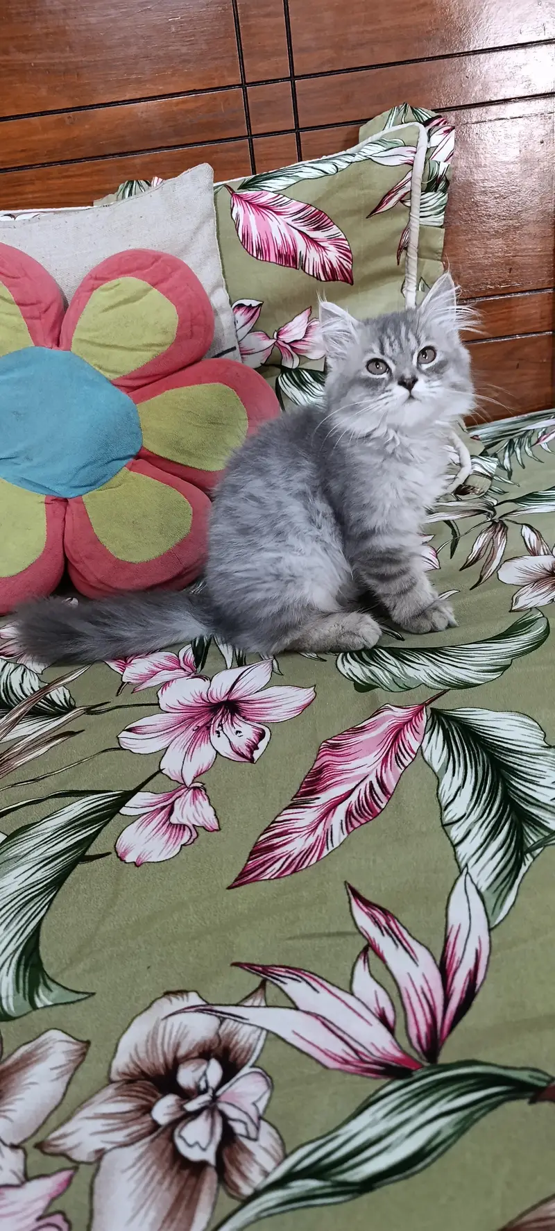 Persian Cats|Kittens|For Sale — photo 5