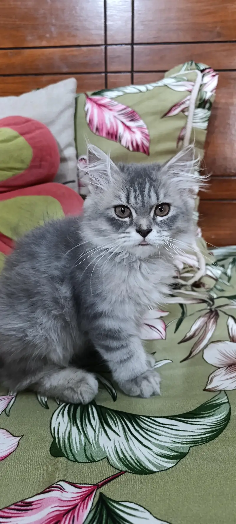 Persian Cats|Kittens|For Sale — photo 6