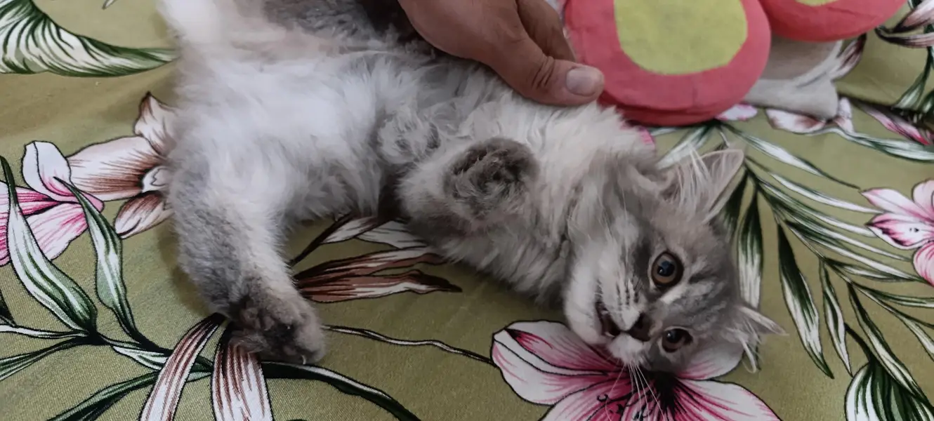 Persian Cats|Kittens|For Sale — photo 7
