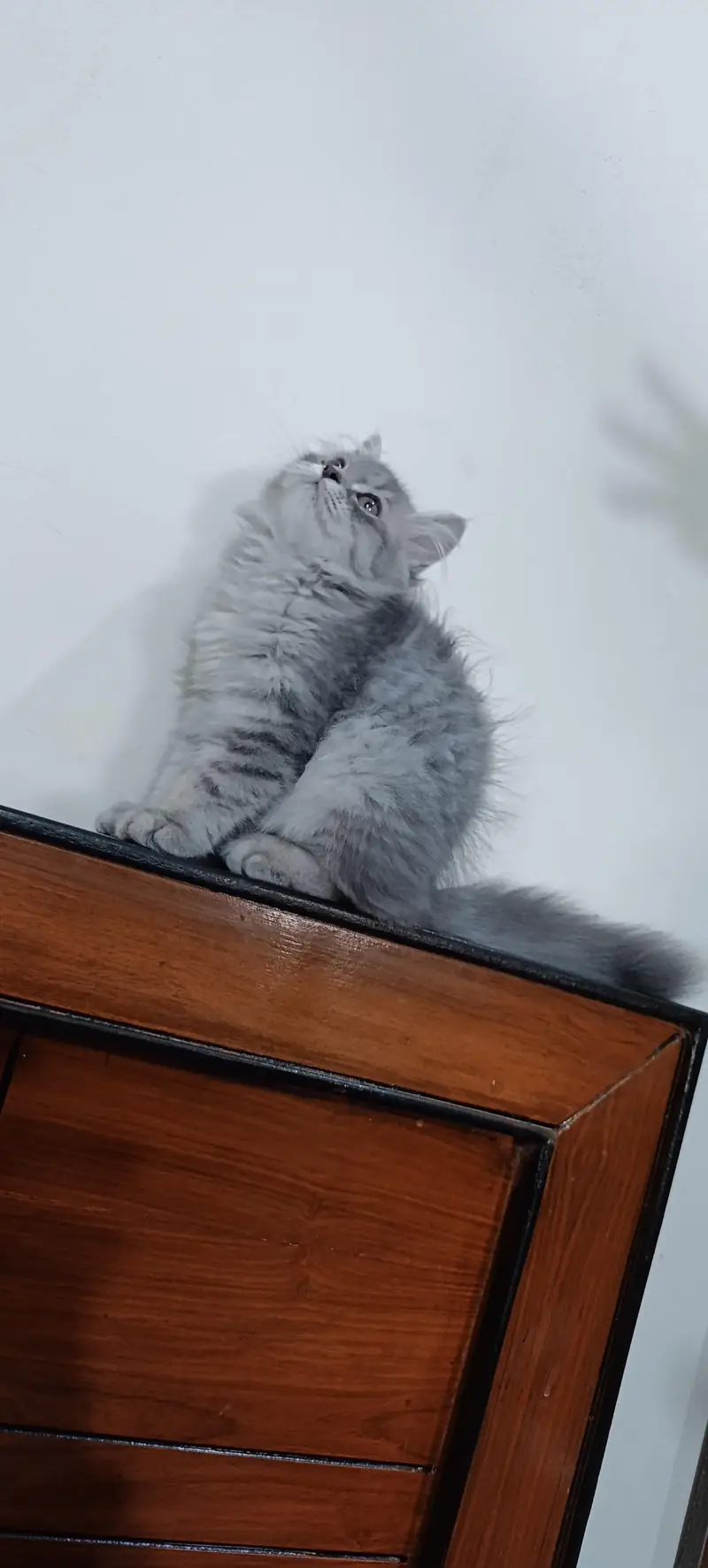Persian Cats|Kittens|For Sale — photo 8
